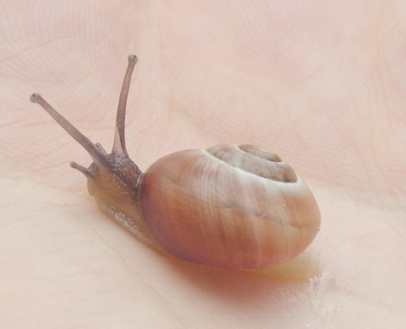 Cepaea hortensis?